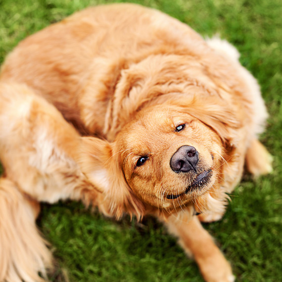 yellow dog scratching ears getty yellow dog scratching ears getty