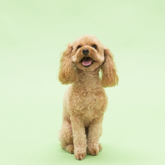 light-brown-dog-toy-poodle light-brown-dog-toy-poodle