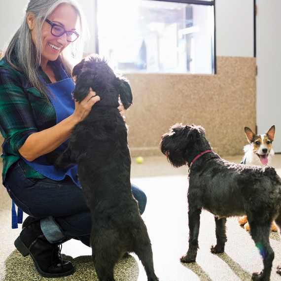 dog trainer puppies ear scratches in facility dog trainer puppies ear scratches in facility