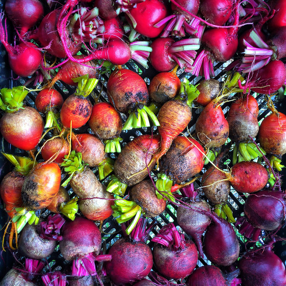 rainbow of beets rainbow of beets