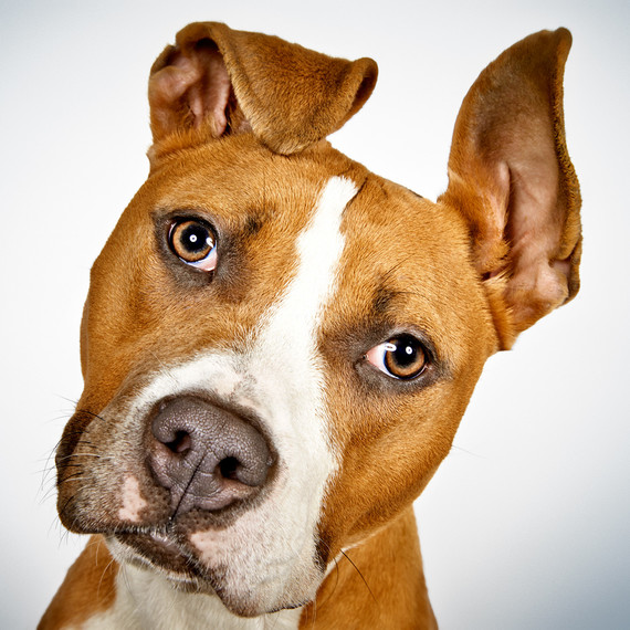 rescue me book puppy rescue me book puppy