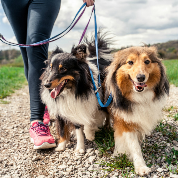 shepherd dogs walking on a leash shepherd dogs walking on a leash
