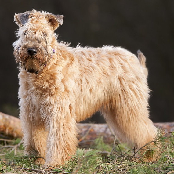 wheaten terrier dog wheaten terrier dog
