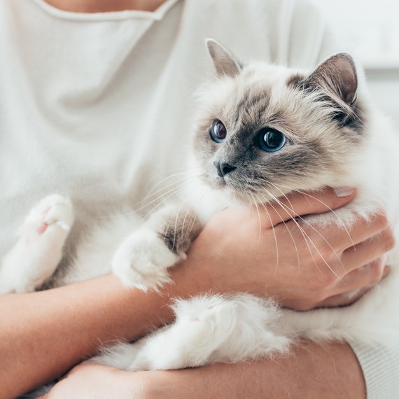 woman holding a birman cat woman holding a birman cat