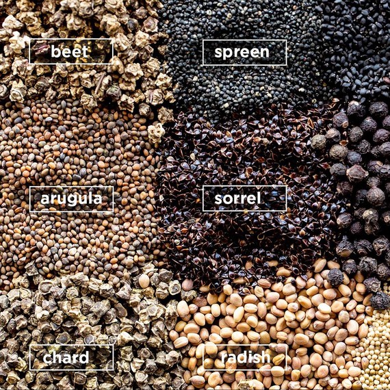 Microgreens 2