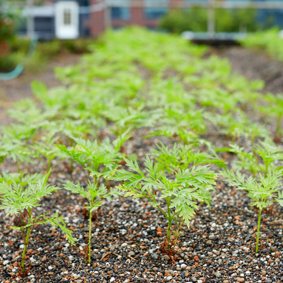 urban garden annie novak urban garden annie novak