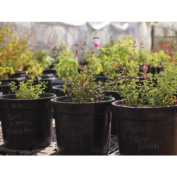 annies-annuals-1507-025-d112384-0216.jpg