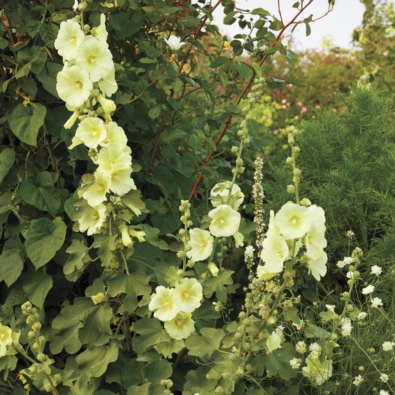 annies-annuals-1507-132-d112384-0216.jpg
