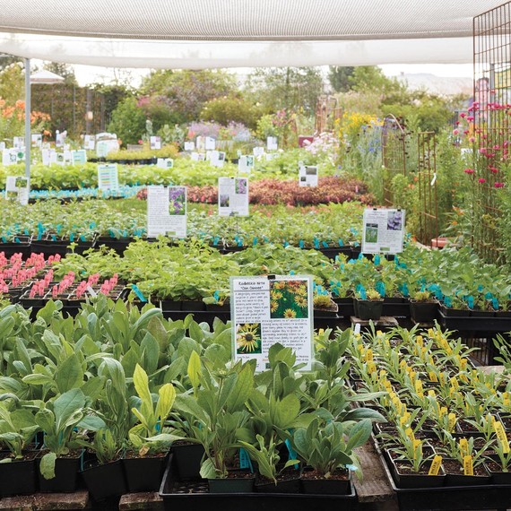 annies-annuals-1507-166-d112384-0216.jpg