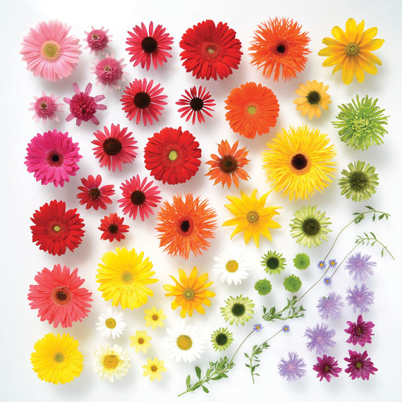 rainbow-colored-daisies rainbow-colored-daisies