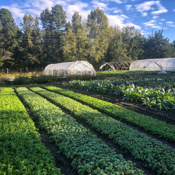 garden rows of crops with greenhouse farming garden rows of crops with greenhouse farming
