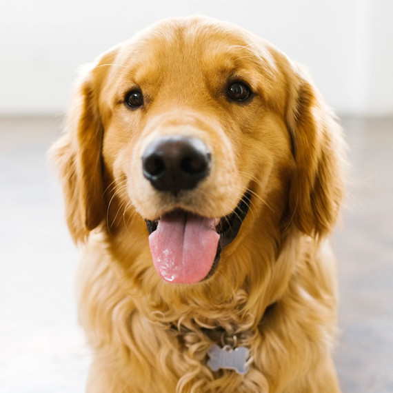 golden retriever