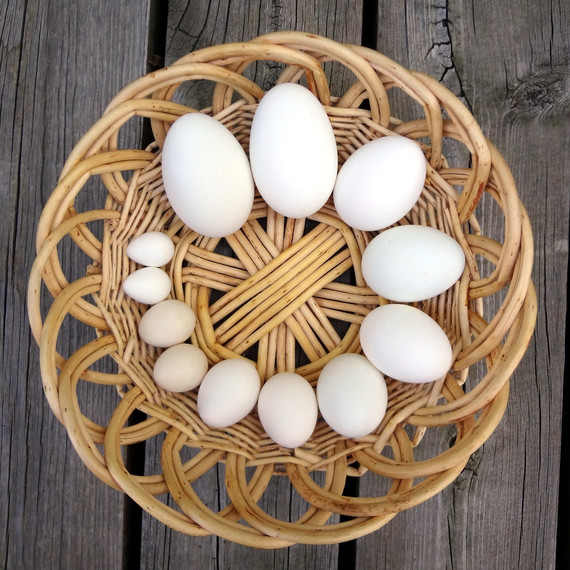 gooseegg-sizes-nakedeggs-easter-post.jpg