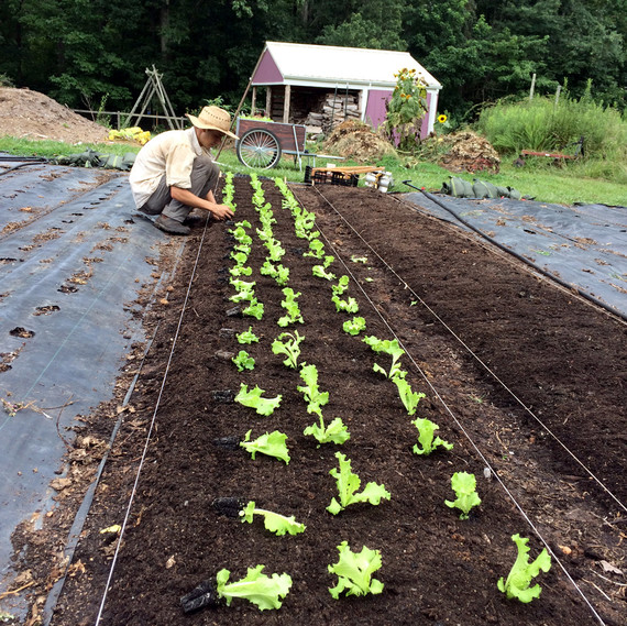 gordon lettuce ten mothers farm gordon lettuce ten mothers farm