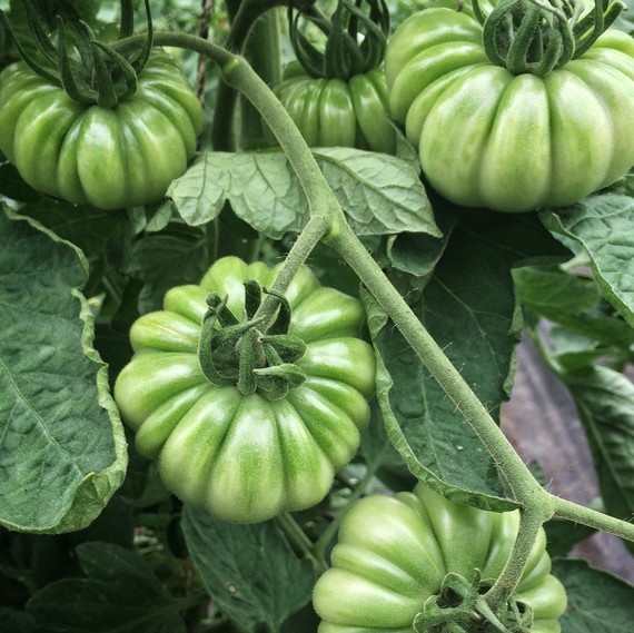 green tomatoes green tomatoes