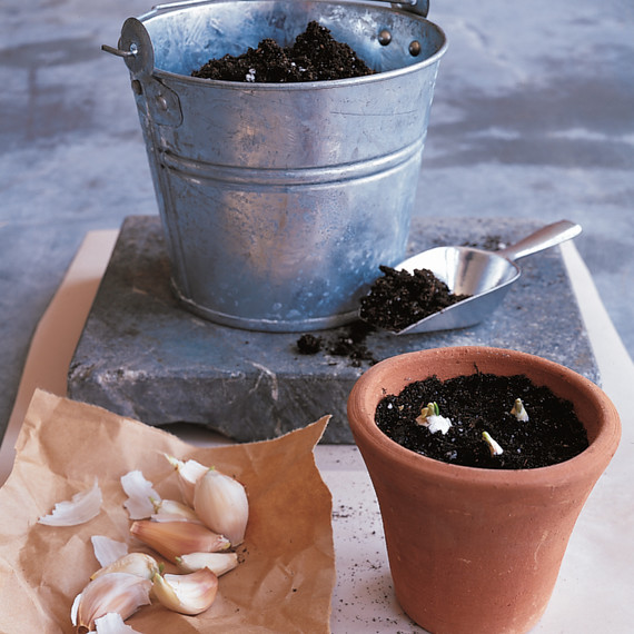 growing-garlic-greens-1099-ml910aa20.jpg