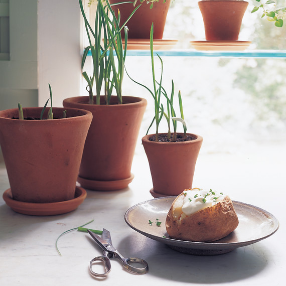 growing-garlic-greens-1099-ml910aa21.jpg