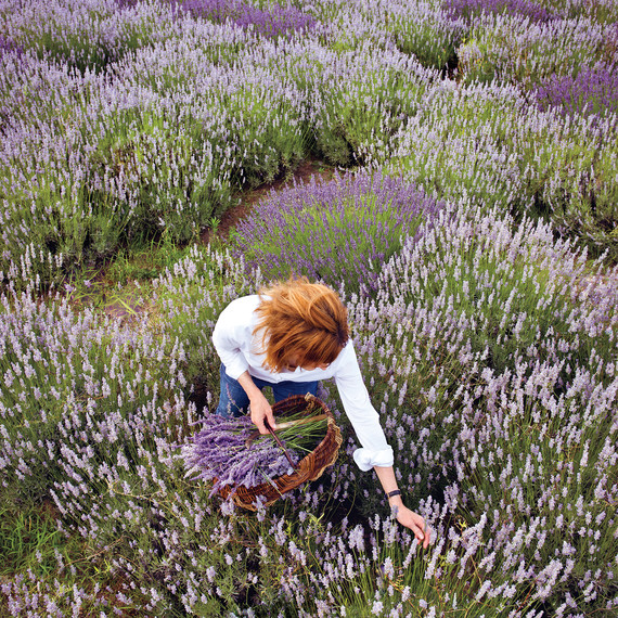 lavender-gherman-blueskye-98-d110407.jpg