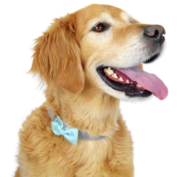 golden retriever pet collar bow golden retriever pet collar bow