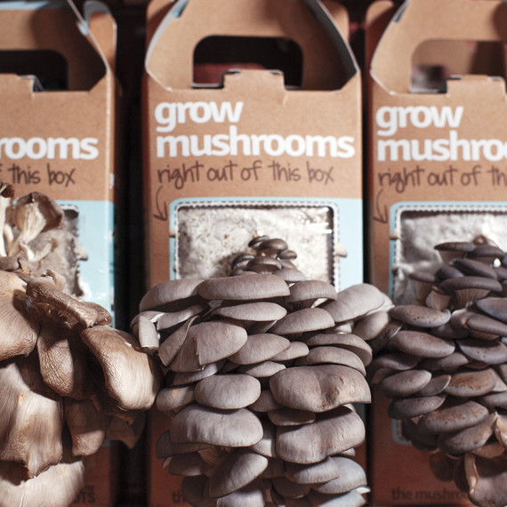 mushrooms-back-to-the-roots-md110539.jpg