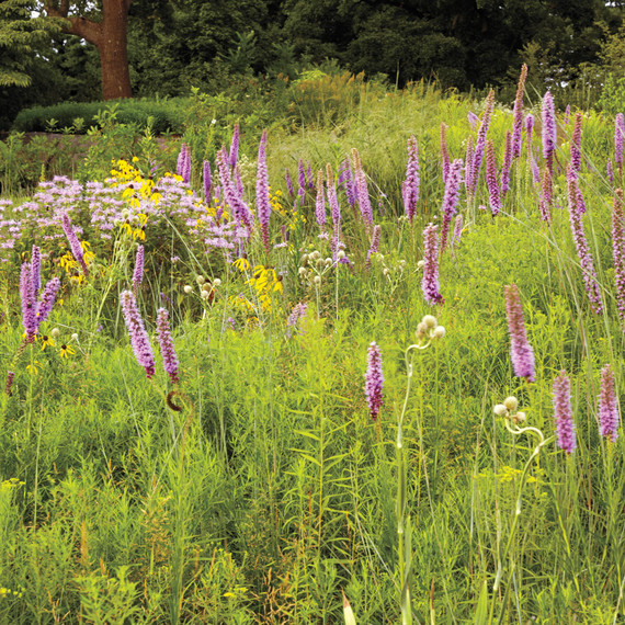 nybg-native-plant-meadow-061-d111464.jpg