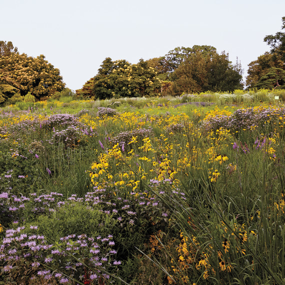 nybg-native-plant-meadow-085-d111464.jpg