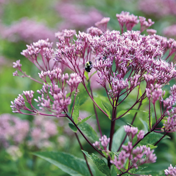 nybg-native-plant-meadow-156-d111464.jpg