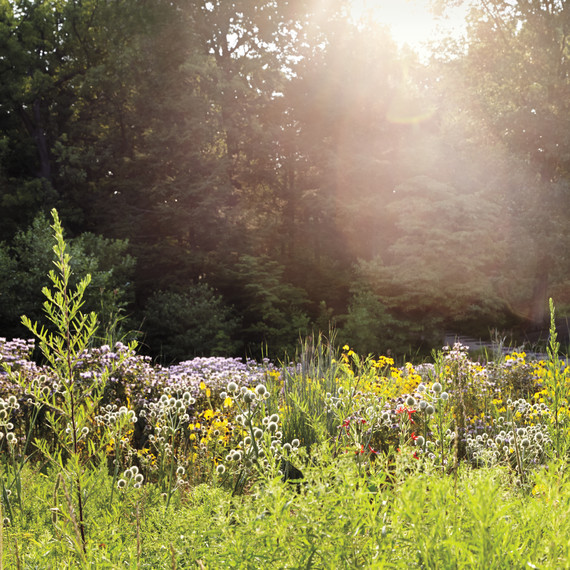 nybg-native-plant-meadow-211-d111464.jpg