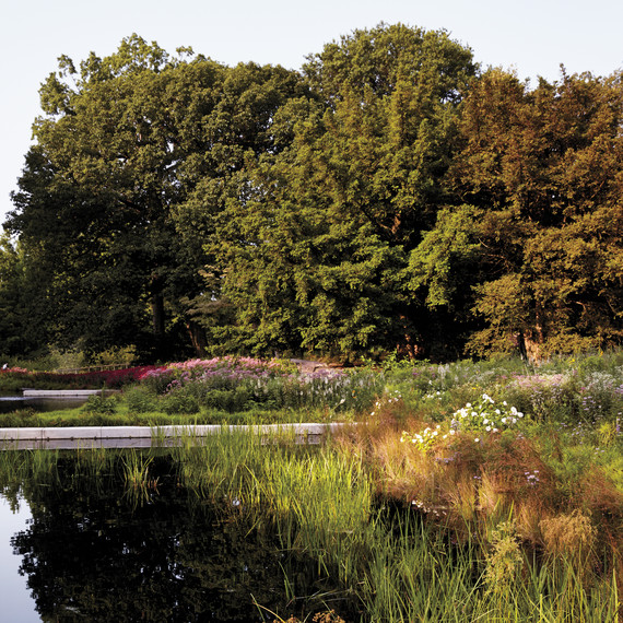 nybg-native-plant-meadow-258-d111464.jpg