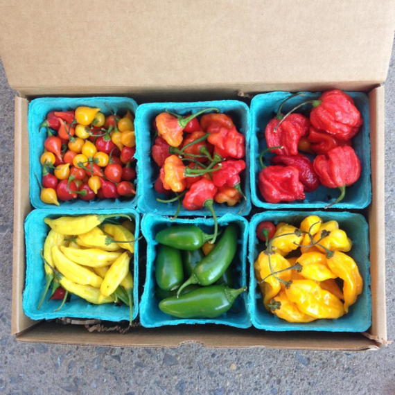 peppers-csa-homesweet-homegrown-0717