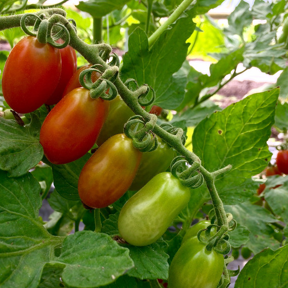 plum tomatoes ten mothers farm plum tomatoes ten mothers farm