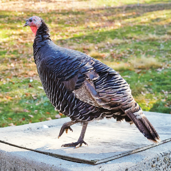 stonebarns-turkey-0563-d111746.tiff0.jpg