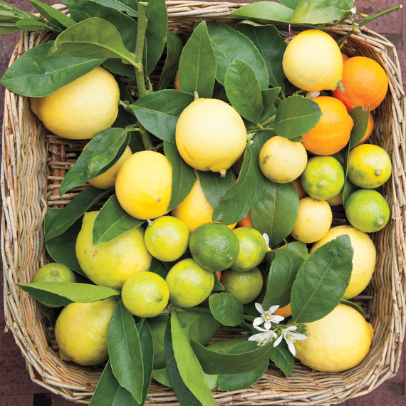 alta-tingle-limes-index-0013-md108920.jpg