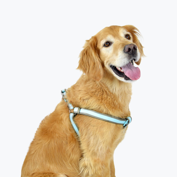 golden retriever harness amazon golden retriever harness amazon