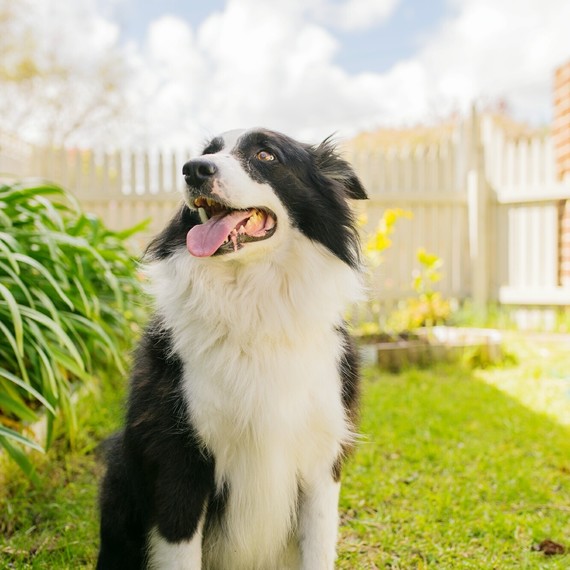border collie dog sitting in the backyard border collie dog sitting in the backyard