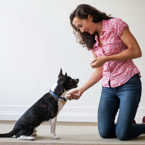 boston terrier dog training woman rug boston terrier dog training woman rug