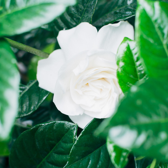 gardenia flower white gardenia flower white