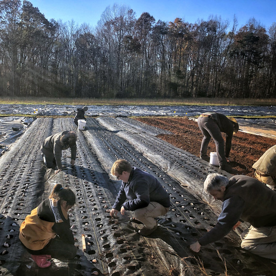 group planting garlic 大蒜组培苗