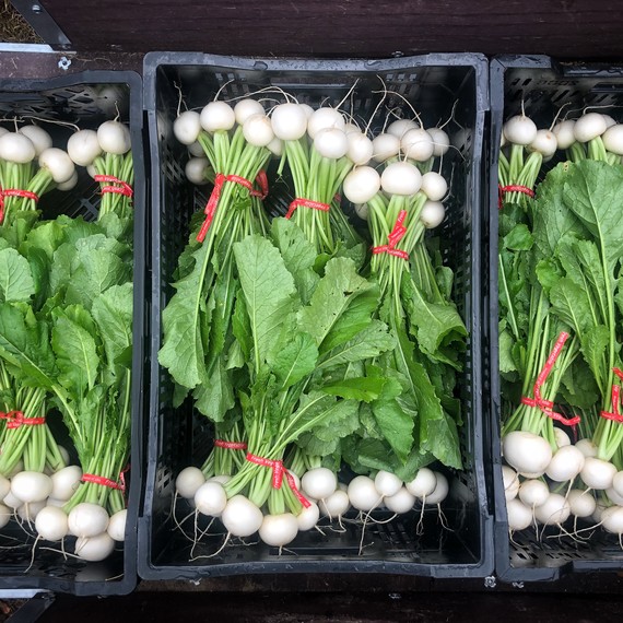 bundles of hakurei turnips in crates bundles of hakurei turnips in crates
