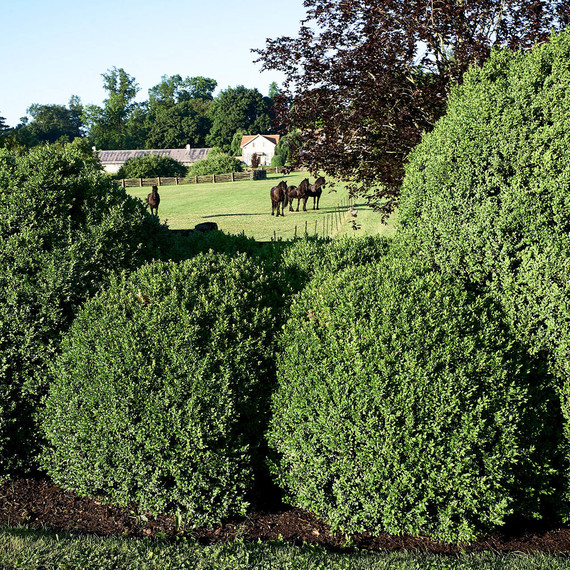 horse farm spruce fence line horse farm spruce fence line