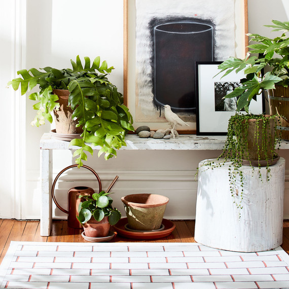 stenciled rug with bench and plants