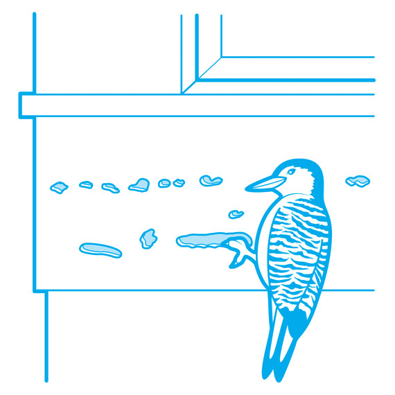 wood-pecker-prevention-illustration-3.jpg