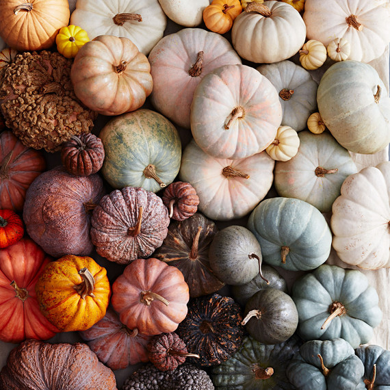 Batch of pumpkins. Batch of pumpkins.
