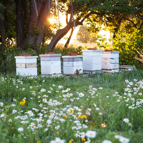 beekeeping-lessons-waxing-kara-03-0723.jpg