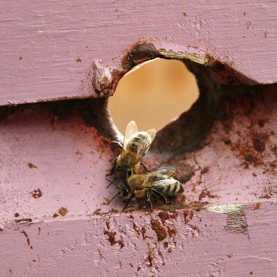 beekeeping-lessons-waxing-kara-04-0723.jpg