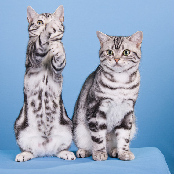 cat-breeds-american-shorthair-ka26-657.jpg