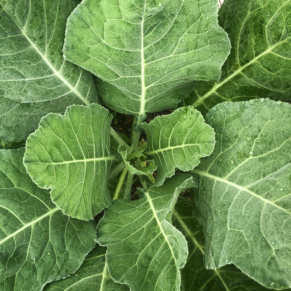 bunch of collard greens growing bunch of collard greens growing