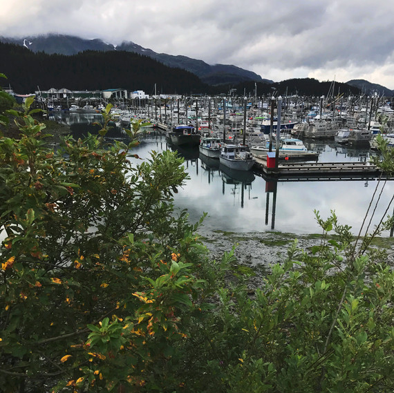 cordova harbor full drifters fish cordova harbor full drifters fish