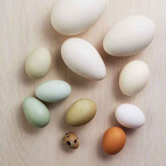 egg-dyeing-app-d107182-eggglossary0414.jpg