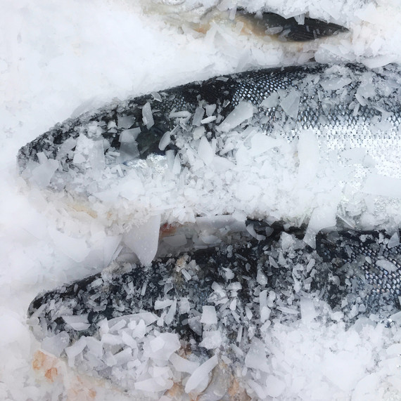 fresh caught salmon fresh caught salmon